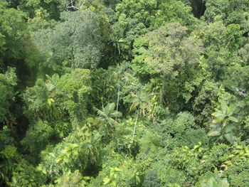 Close-up of plants in forest