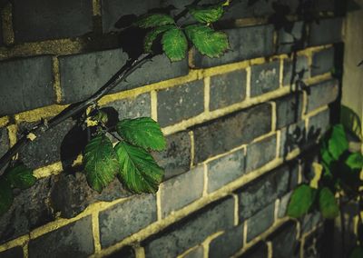 Close-up of plants