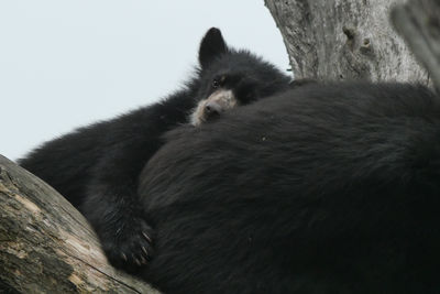 animal