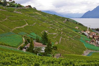 Scenic view of agricultural field against sky