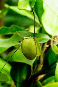 Close-up of nepenthes