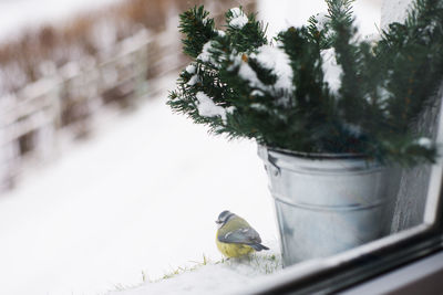 Bird perching on a plant