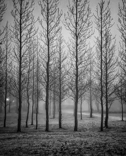 Trees in forest during winter