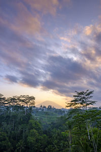 Plants growing on land against sky during sunset