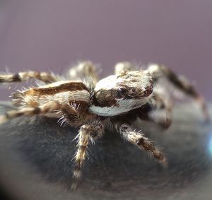 Close-up of spider