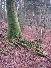 View of tree trunks in forest