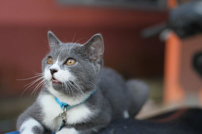 Close-up portrait of a cat looking away