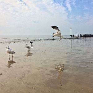 Birds on beach against sky