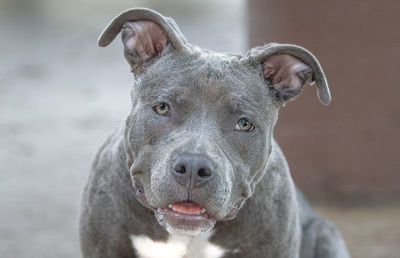 Close-up portrait of dog sticking out tongue on land