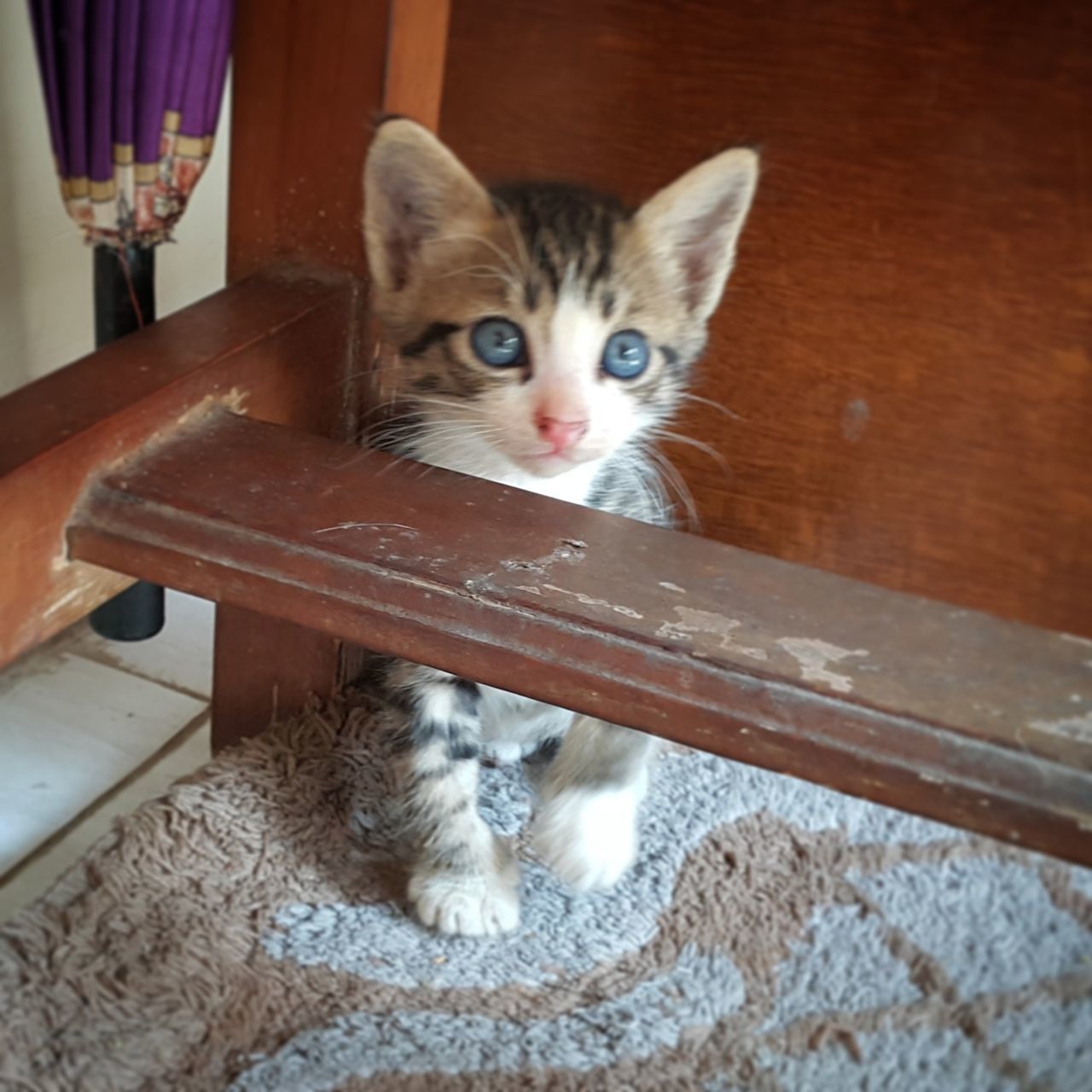 PORTRAIT OF CAT IN HOME