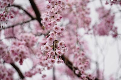 Close-up of pink cherry blossom