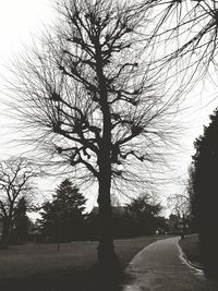 Close-up of trees against sky