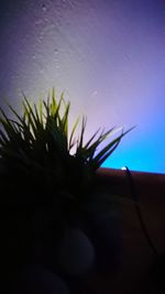 Close-up of plant against sky at night