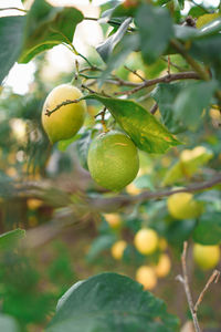 Close-up of fruits on tree