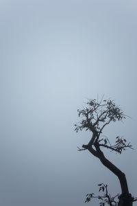 Low angle view of bare tree against clear sky