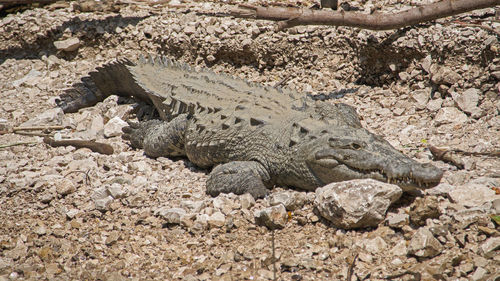 High angle view of crocodile on ground
