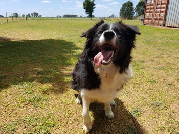 Close-up of black dog on field