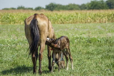 Horse feeding foal while grazing on grass