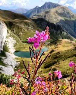 Close-up of pink flowering plant against mountain