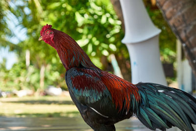 Close-up of rooster