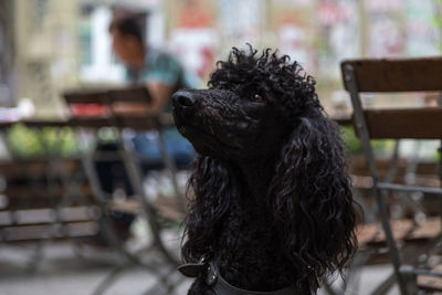 Close-up portrait of black dog