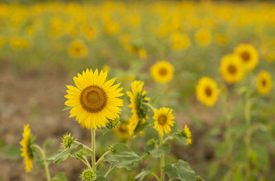 Close-up of yellow flowering plants on field