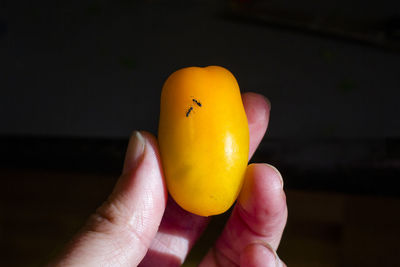 Close-up of hand holding yellow cherry tomato with two black ants