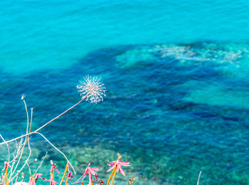 Close-up of blue sea water on rock