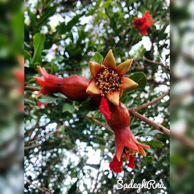 flower, focus on foreground, red, petal, freshness, growth, close-up, fragility, beauty in nature, nature, flower head, tree, blooming, day, no people, outdoors, branch, low angle view, selective focus, plant