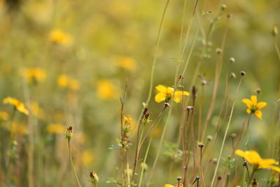 Close-up of yellow flowers on field