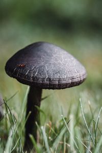 Close-up of mushroom growing on field