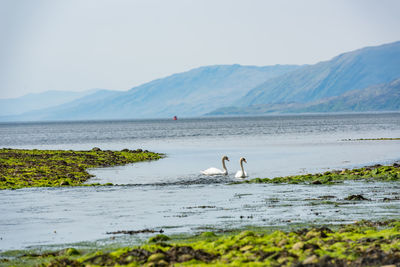 A couple of wild swans at the shore of loch linnhe, scotland, uk, europe