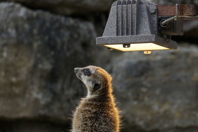 Close-up of a meerkat looking away