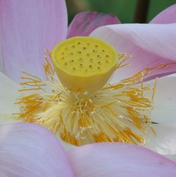 Close-up of pink flower