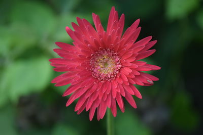 Close-up of pink flower