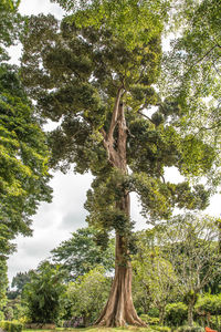 Low angle view of trees in forest