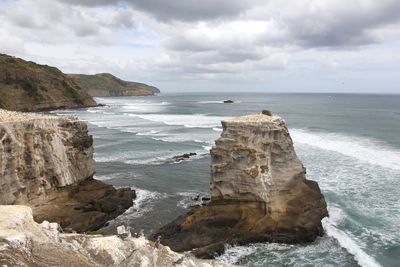 Muriwai gannet colony 