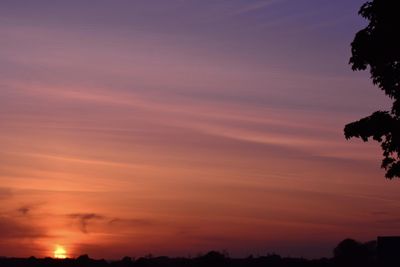 Low angle view of silhouette trees against orange sky