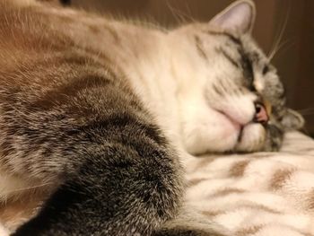 Close-up of cat sleeping