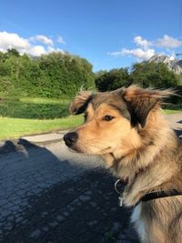Close-up of dog on tree against sky
