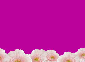 Close-up of pink flower against blue background