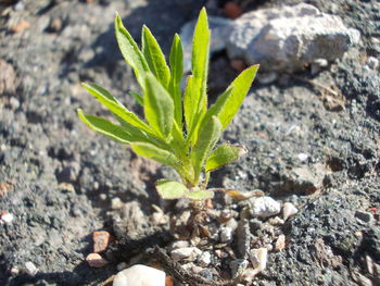 Close-up of plant growing on rock