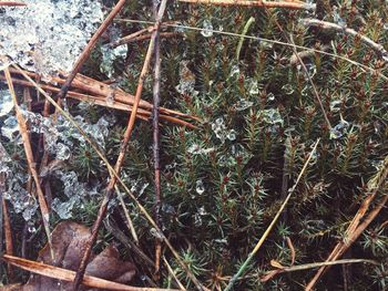 Close-up high angle view of plants