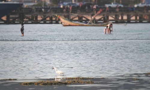 Seagulls flying over sea