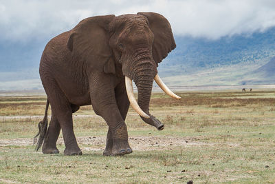 African elephant, wildlife scene in nature habitat