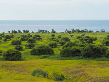Scenic view of trees on field against sky