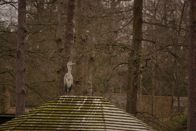 Rear view of bird perching on a roof 