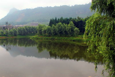 Reflection of trees in lake