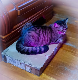 High angle view of cat on wooden table