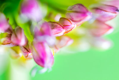 Close-up of pink flowers